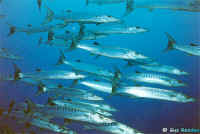 Chevron Barracuda.jpg (53742 bytes)