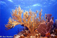 Soft Coral.jpg (72233 bytes)