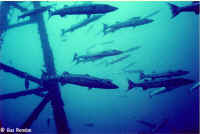 Barracuda Duane.jpg (44893 bytes)