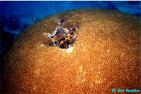 Brain Coral.jpg (80386 bytes)