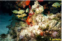 Grunt Reef.jpg (83220 bytes)