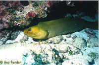 Keys Moray 01.jpg (43810 bytes)